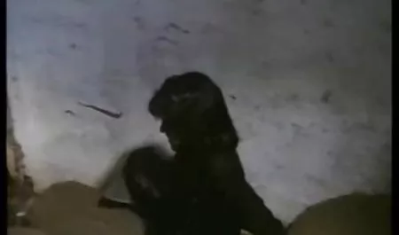 Seksi Arab dans jav hd pemaksaan Le trem